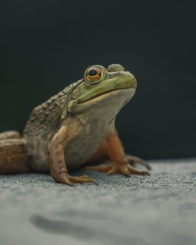 Caperucita verde y la rana macho de las estepas verdinegras