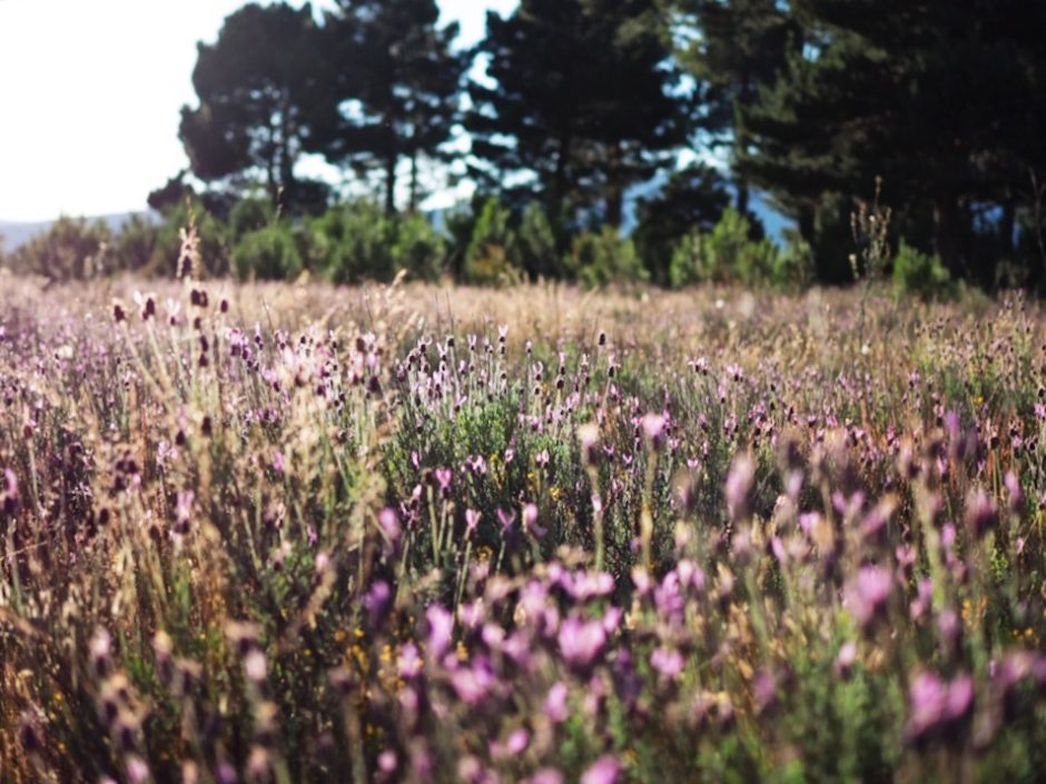 Hilos o terapia, lo mismo da