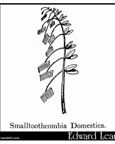 Smallthootcombia domestica